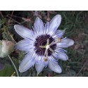 PASSIFLORA CAERULEA SELECT (SEEDS)